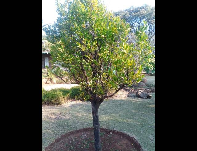 FARM FOR SALE IN ROOSSENEKAL AH